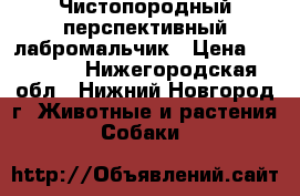 Чистопородный перспективный лабромальчик › Цена ­ 18 000 - Нижегородская обл., Нижний Новгород г. Животные и растения » Собаки   